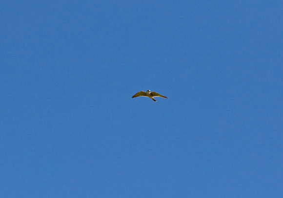 Hawk Cliff 2016-9034