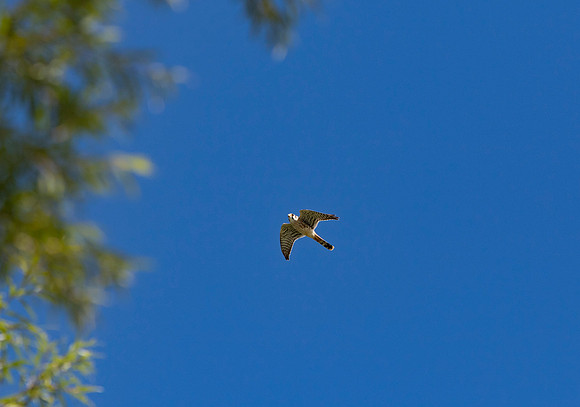 Hawk Cliff 2016-9039