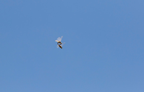 Hawk Cliff 2016-9061