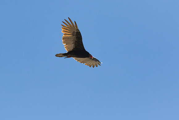 Hawk Cliff 2016-9073