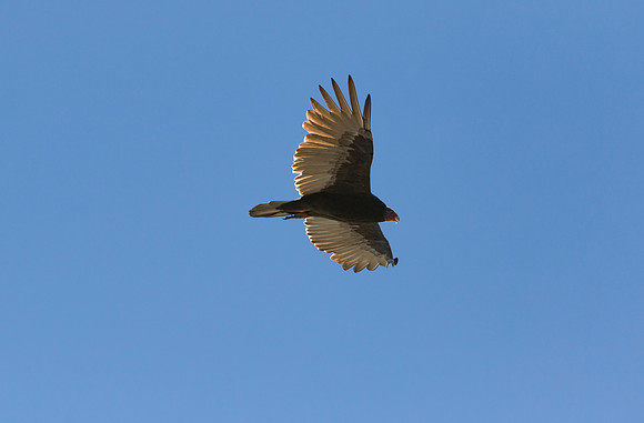 Hawk Cliff 2016-9076