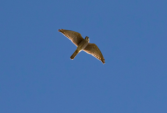 Hawk Cliff 2016-9097-2