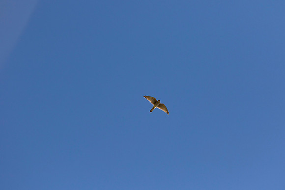 Hawk Cliff 2016-9097