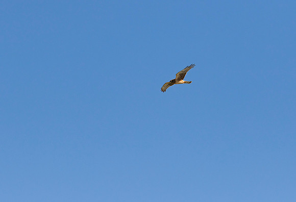 Hawk Cliff 2016-9102