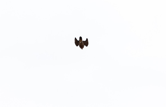 GP_L2726